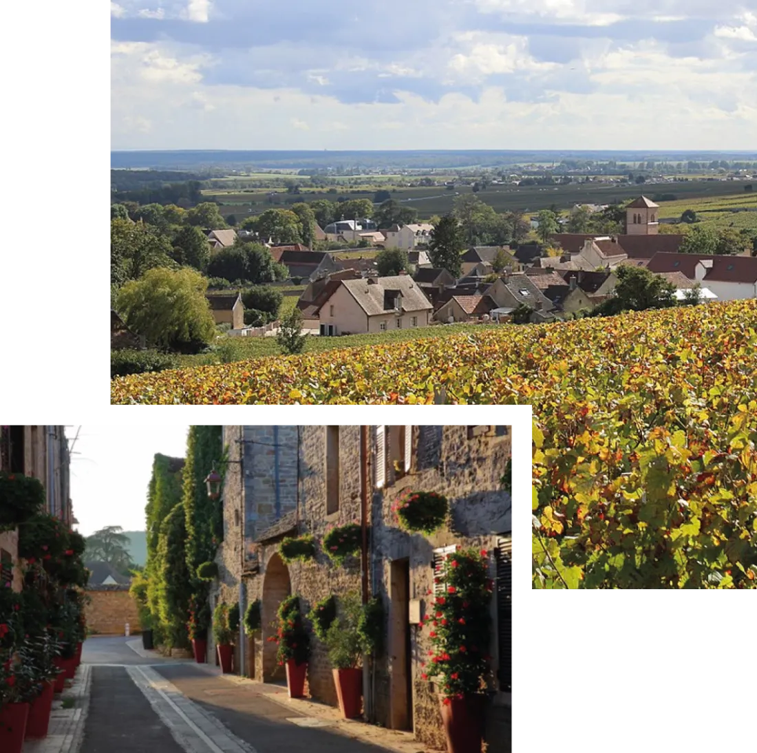 Maison-Pinot-Noir-Chambre-d'Hotes-Gevrey-Chambertin